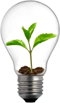 photo of an incandescent light bulb with sprouting plant inside